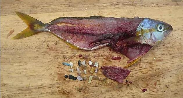 震驚！首次確認(rèn)：人體已被微塑料污染！